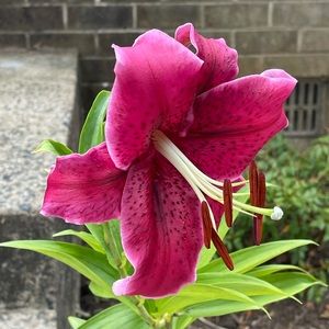 Meet your Posher, Katie a